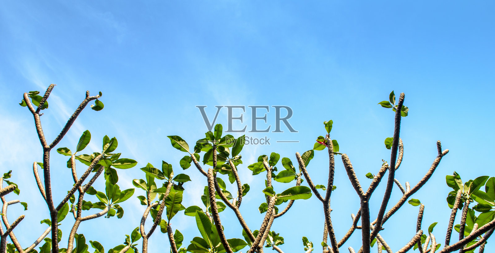 鸡蛋花树和天空照片摄影图片