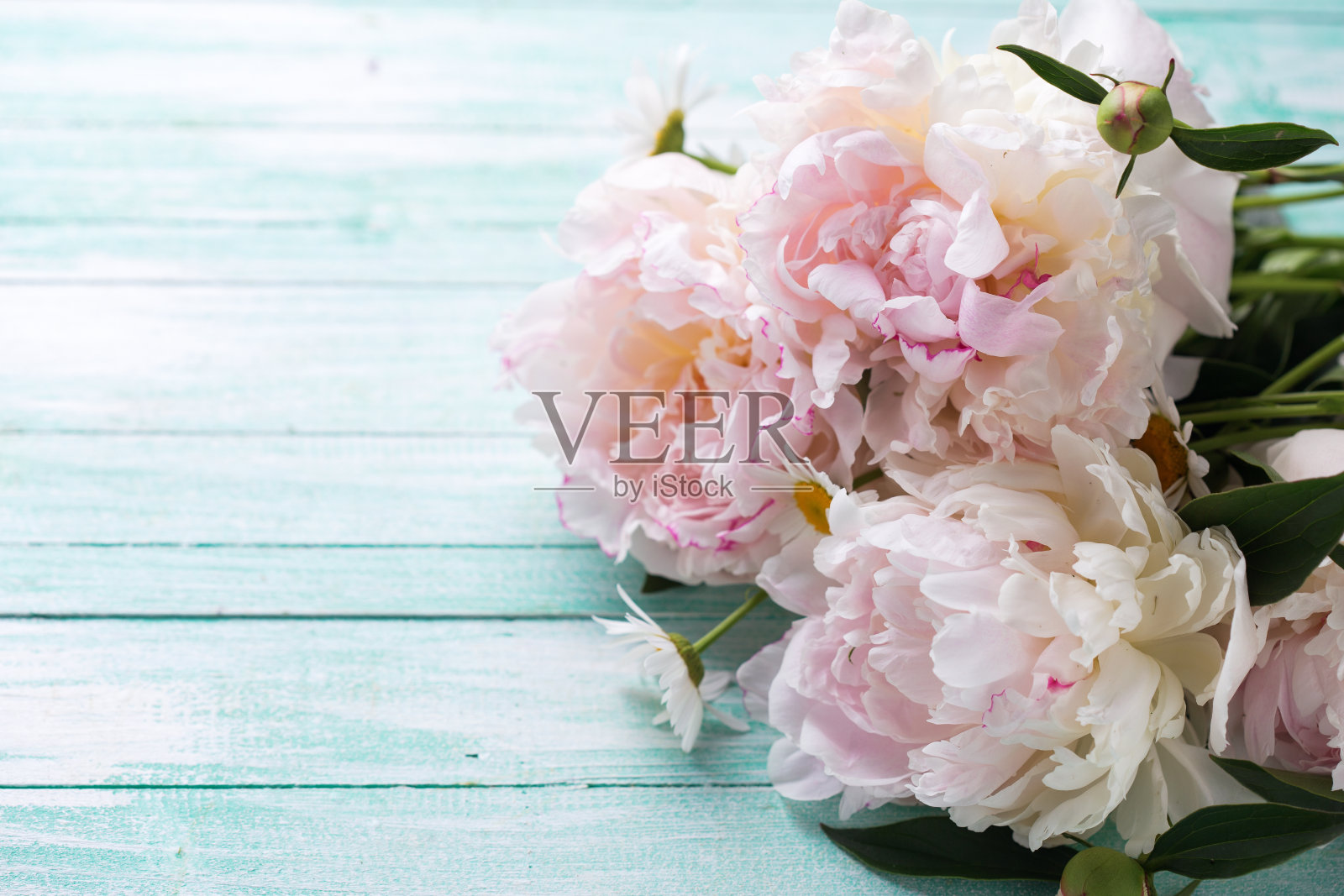 白色的牡丹花在绿松石木板上。照片摄影图片