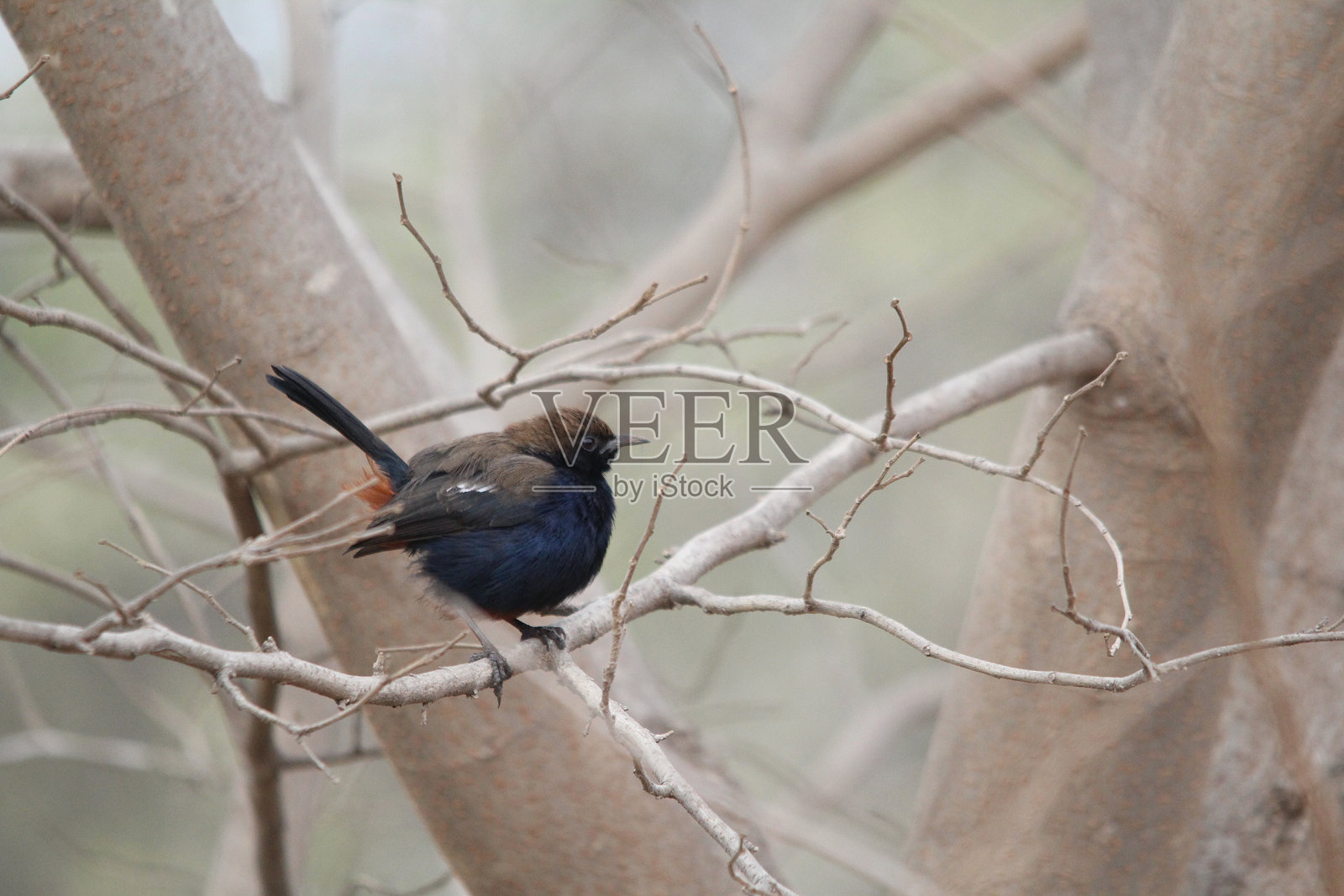 鸟坐在树上照片摄影图片