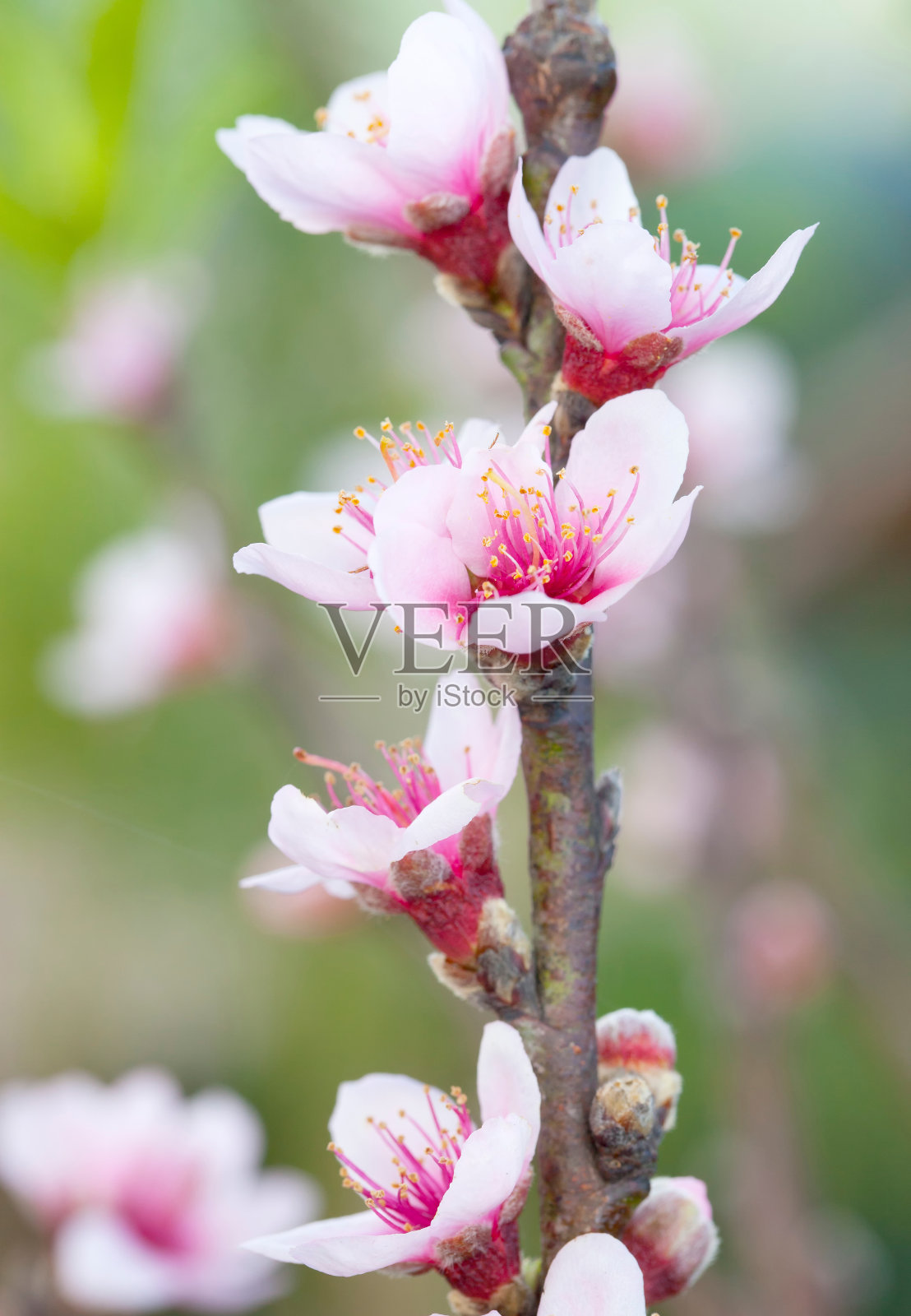 枝上有粉红色的花照片摄影图片