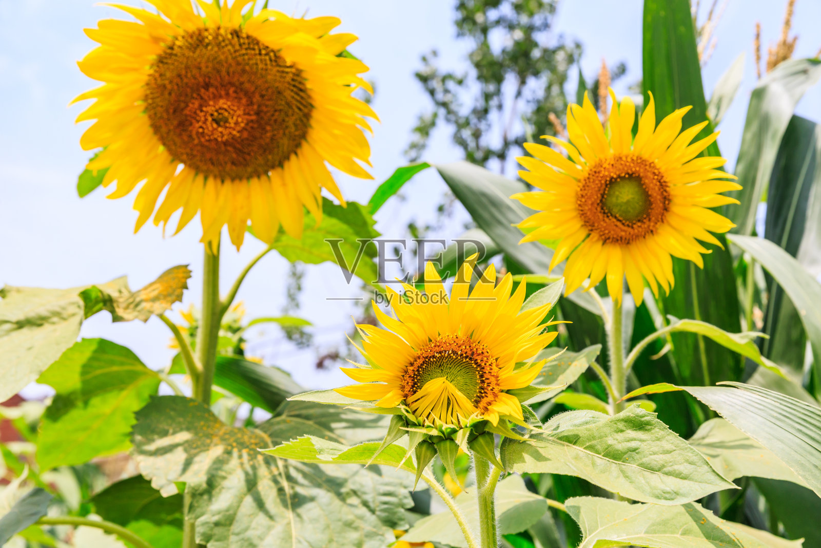 盛开的向日葵照片摄影图片