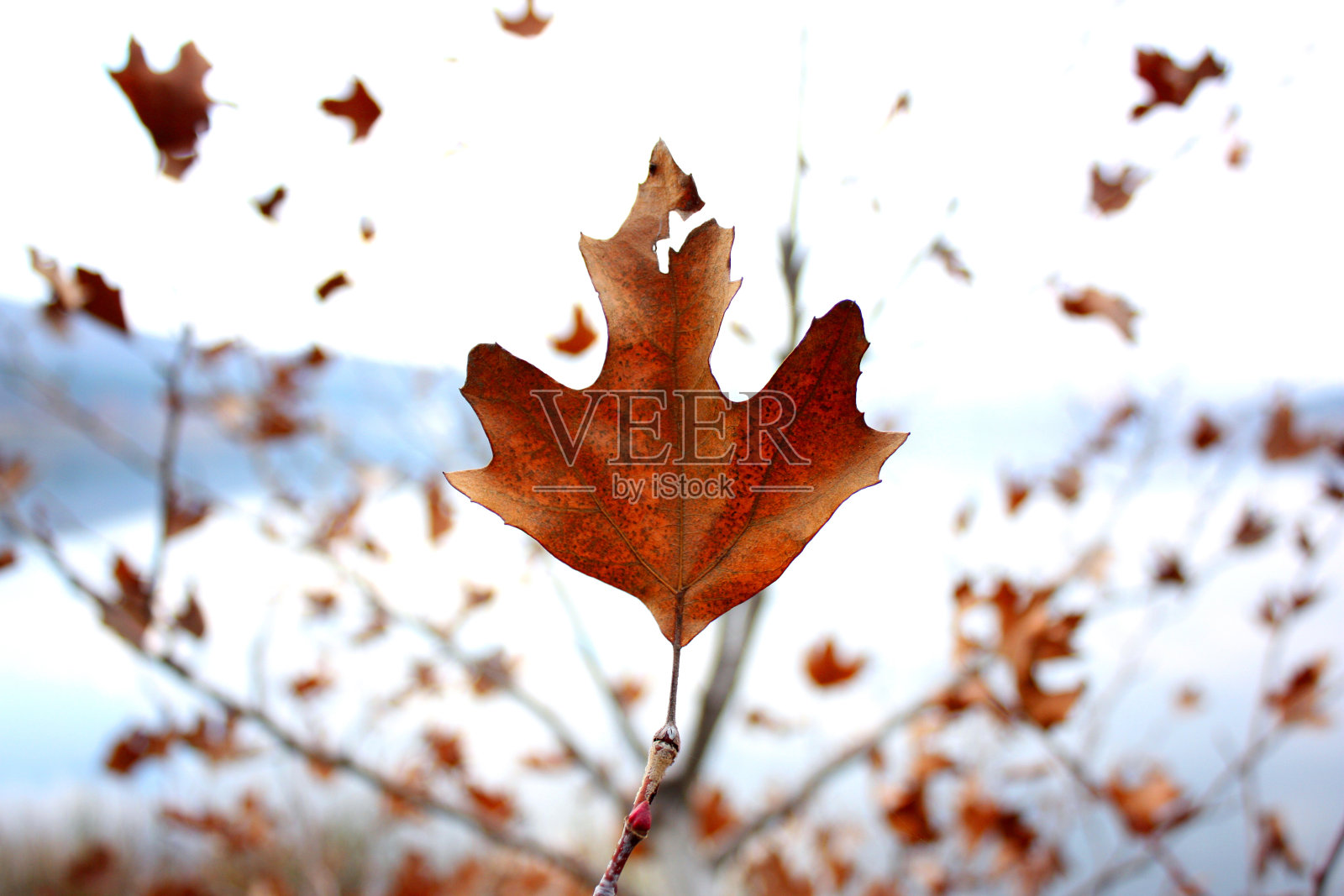 金色的树叶照片摄影图片