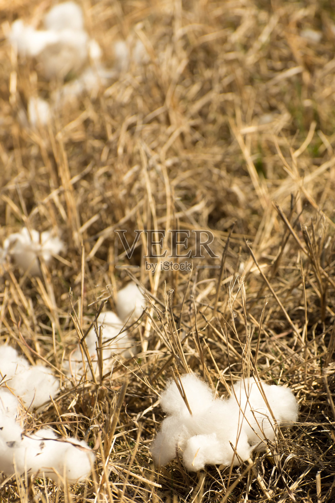 准备收获的天然棉铃照片摄影图片