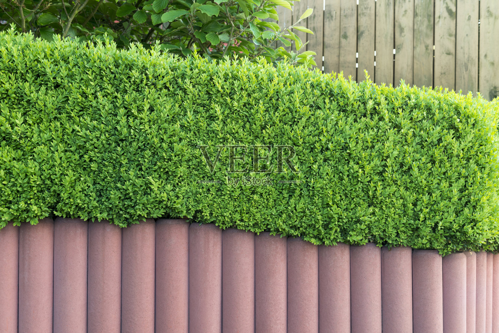 花园的墙照片摄影图片