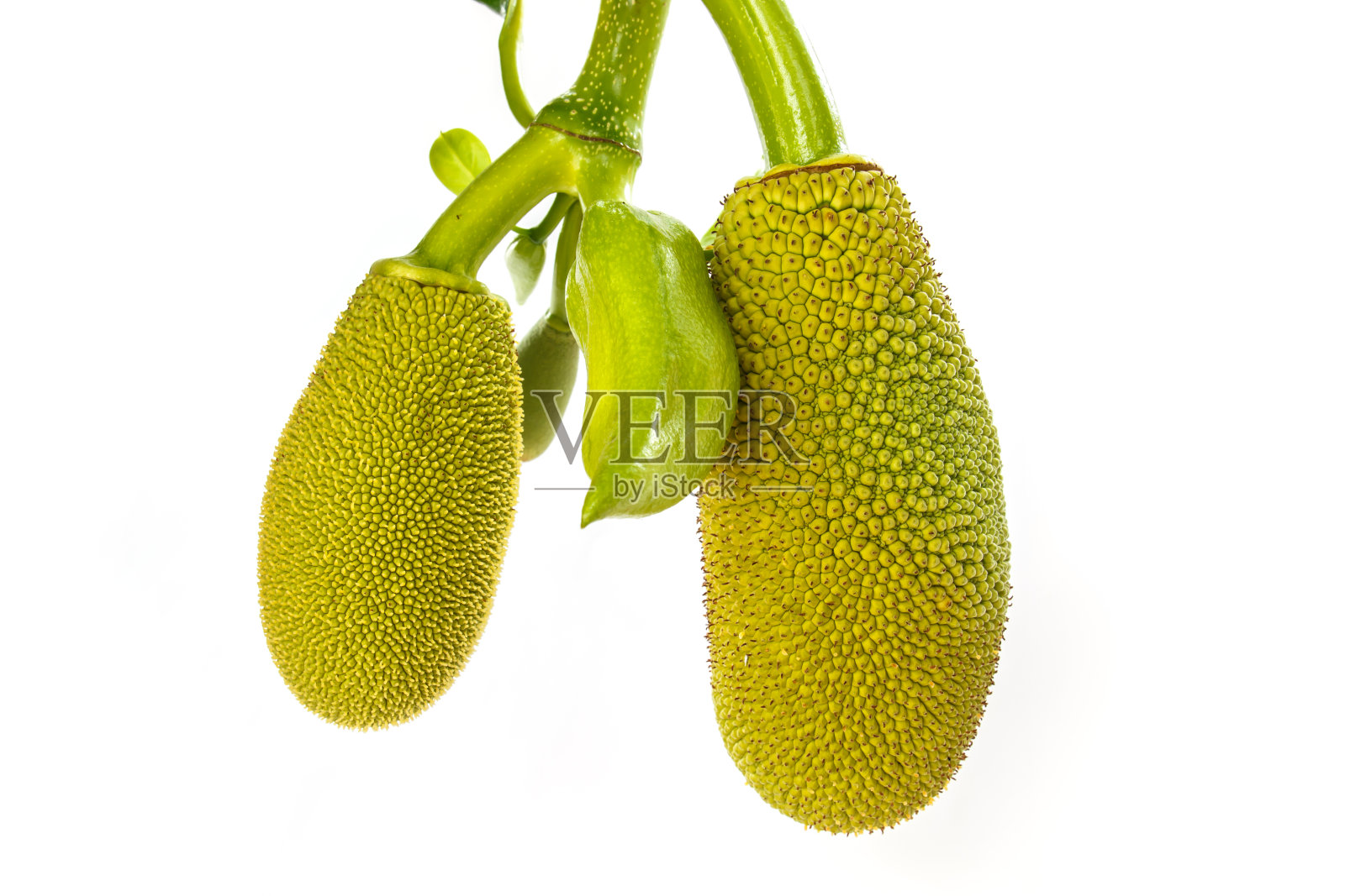 在白色上孤立的菠萝蜜照片摄影图片