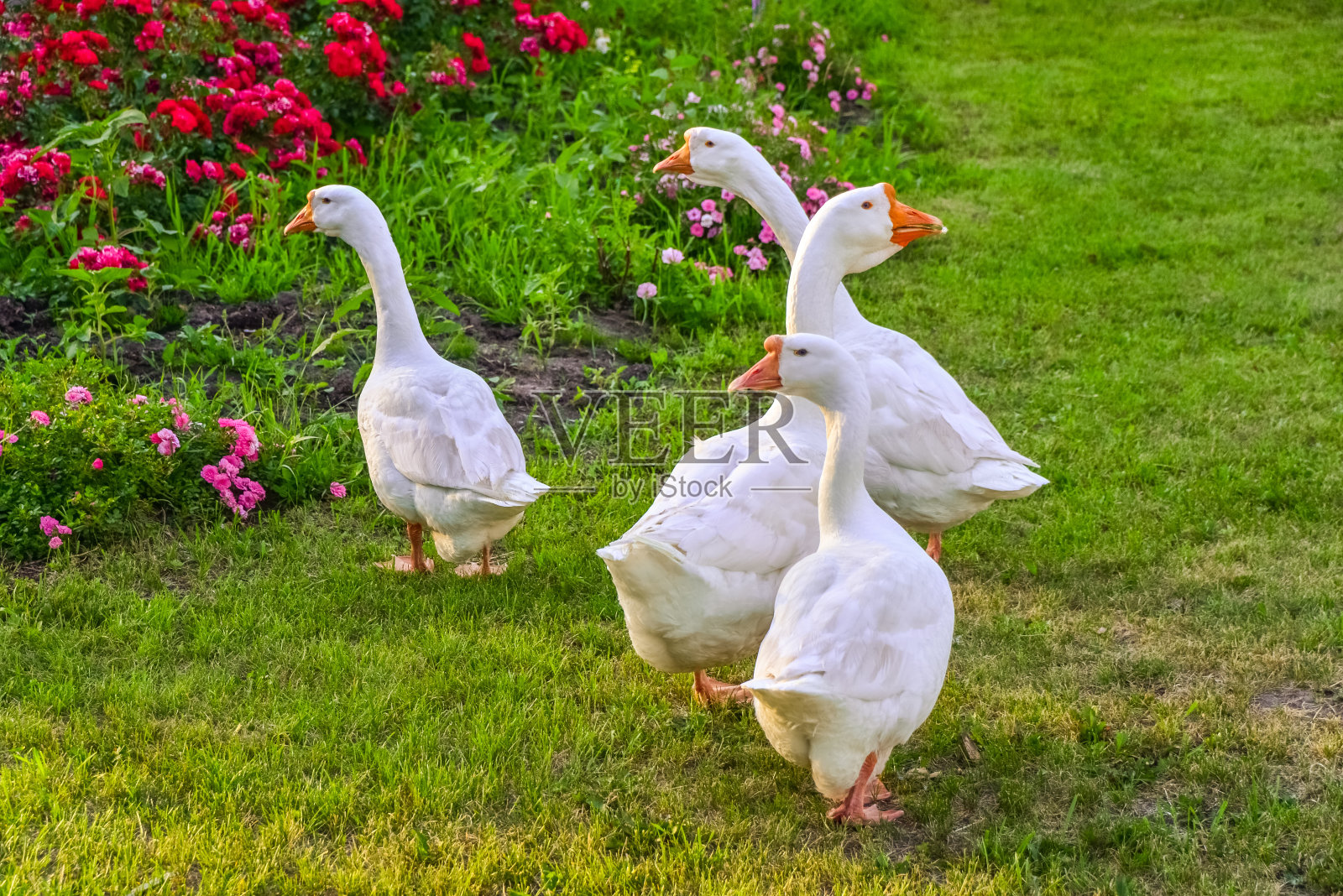 绿草上的白鹅照片摄影图片