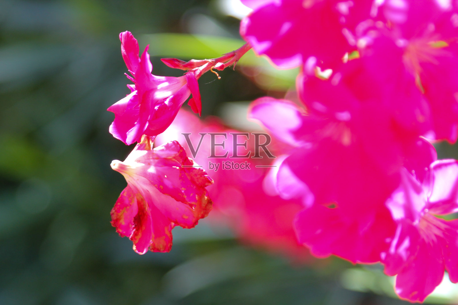 夹竹桃花照片摄影图片