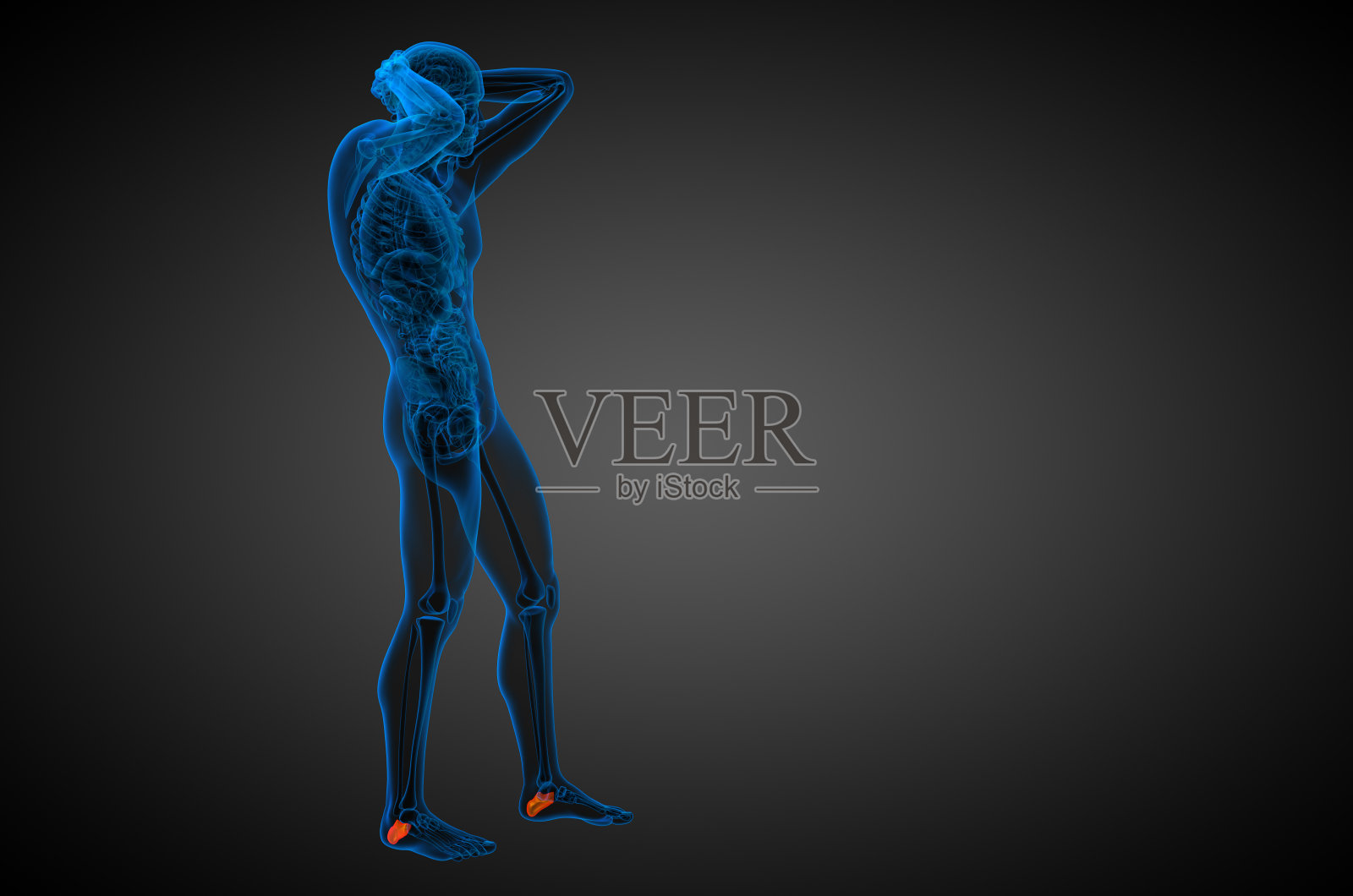 跟骨的3d渲染医学插图照片摄影图片