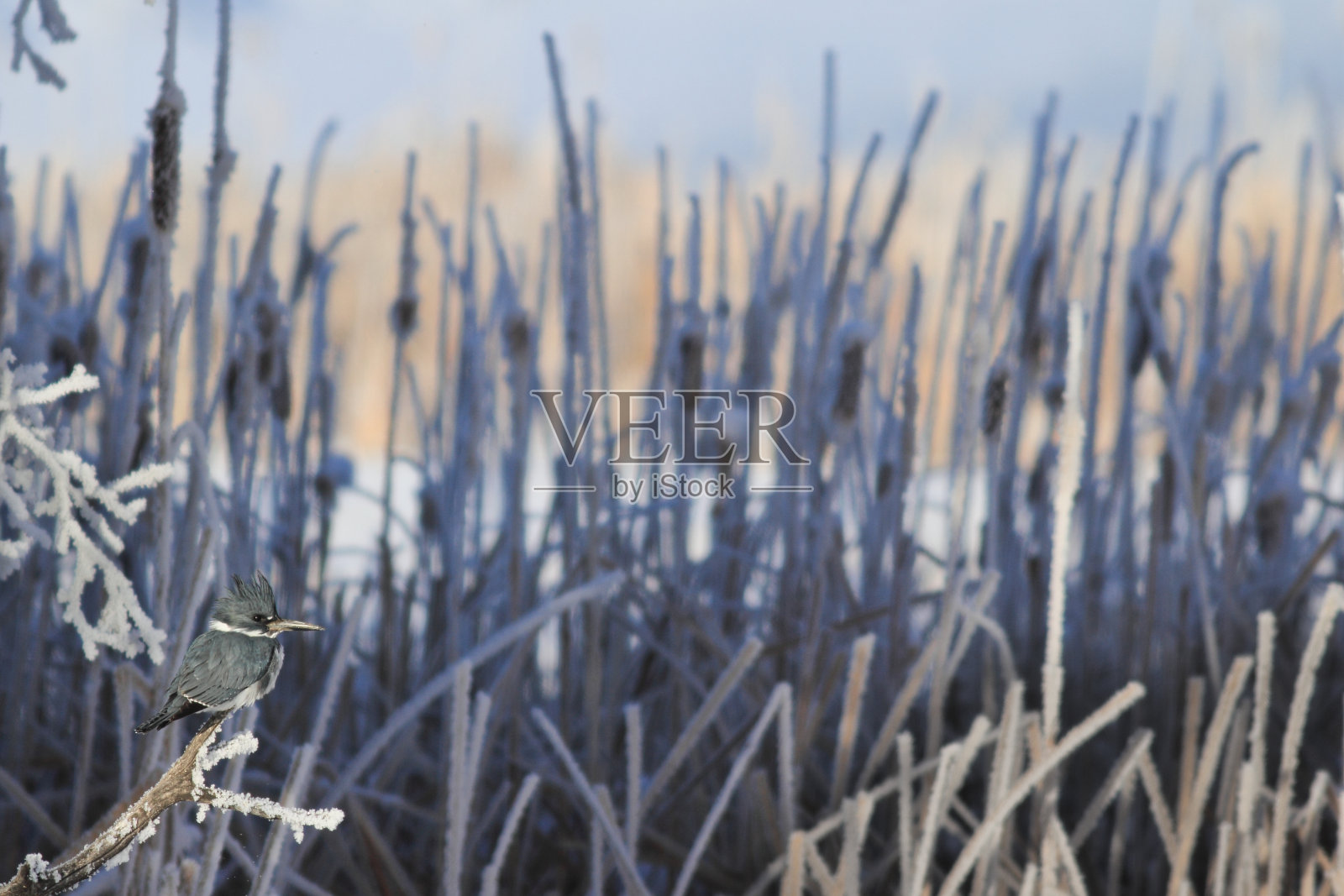金费雪照片摄影图片