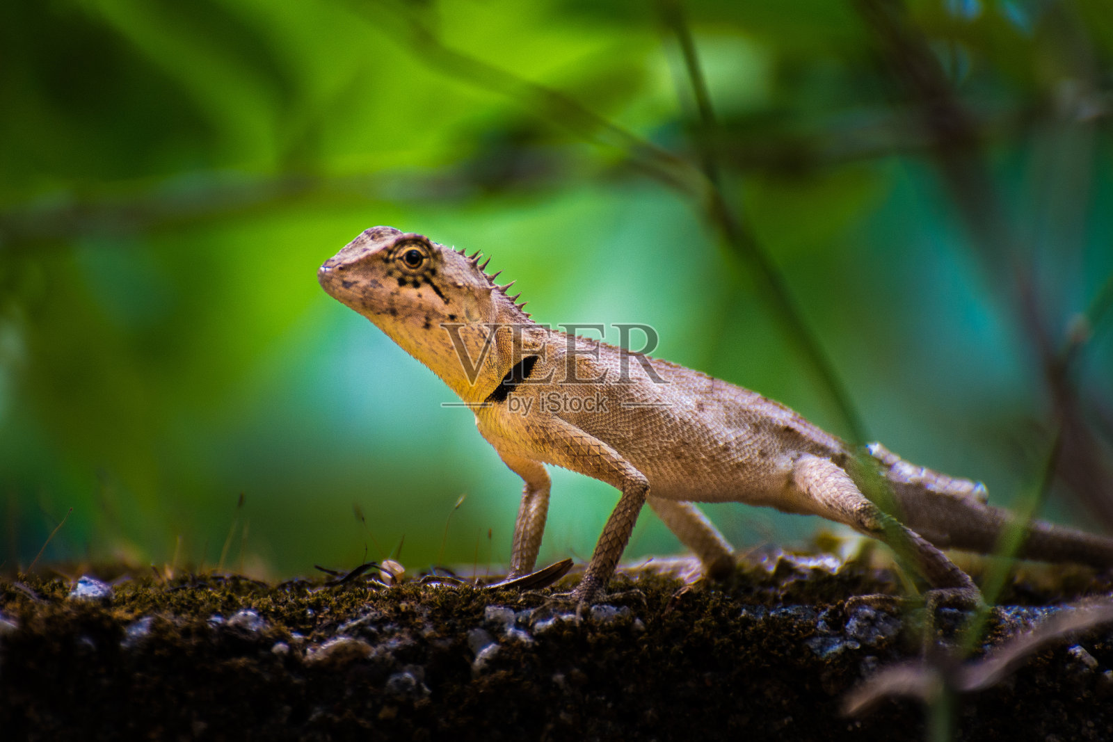 龙看照片摄影图片