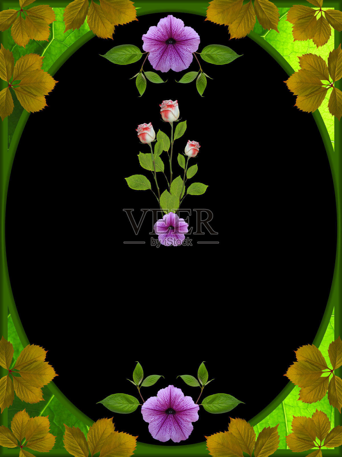 黑底绿框玫瑰照片摄影图片