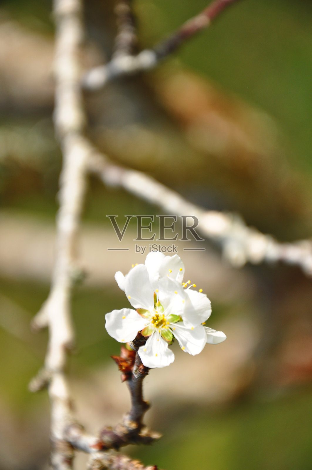 桃花的特写照片摄影图片