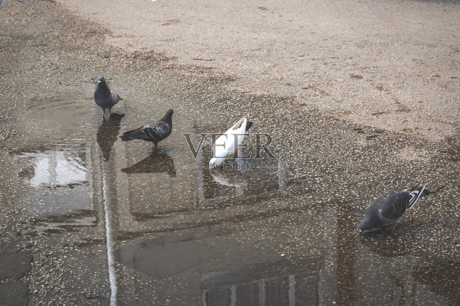 鸽子的饮用水照片摄影图片