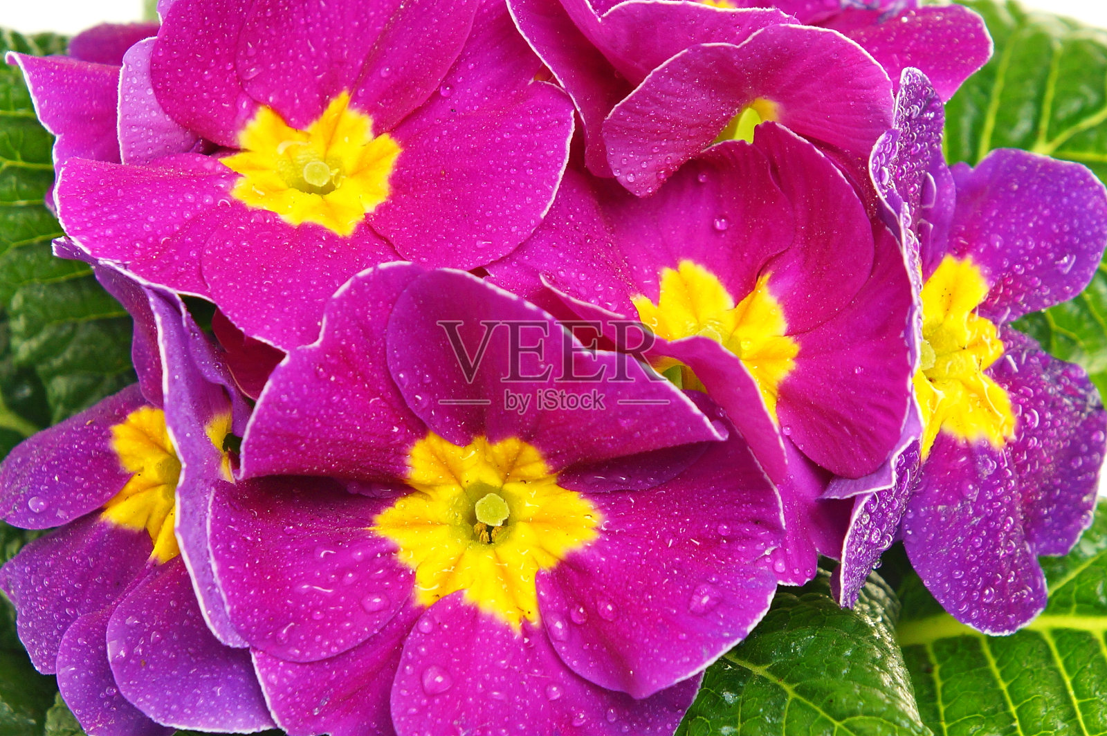 新鲜美丽的樱草属植物照片摄影图片