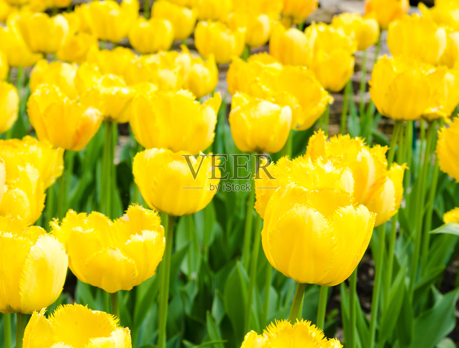 草地上美丽的黄色郁金香照片摄影图片