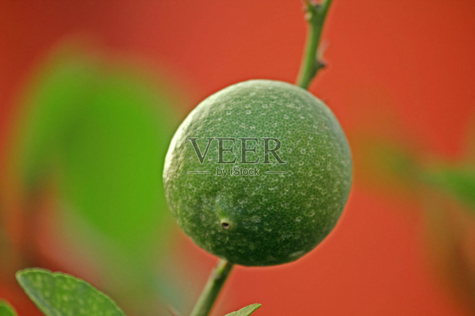 柠檬,c .利照片摄影图片