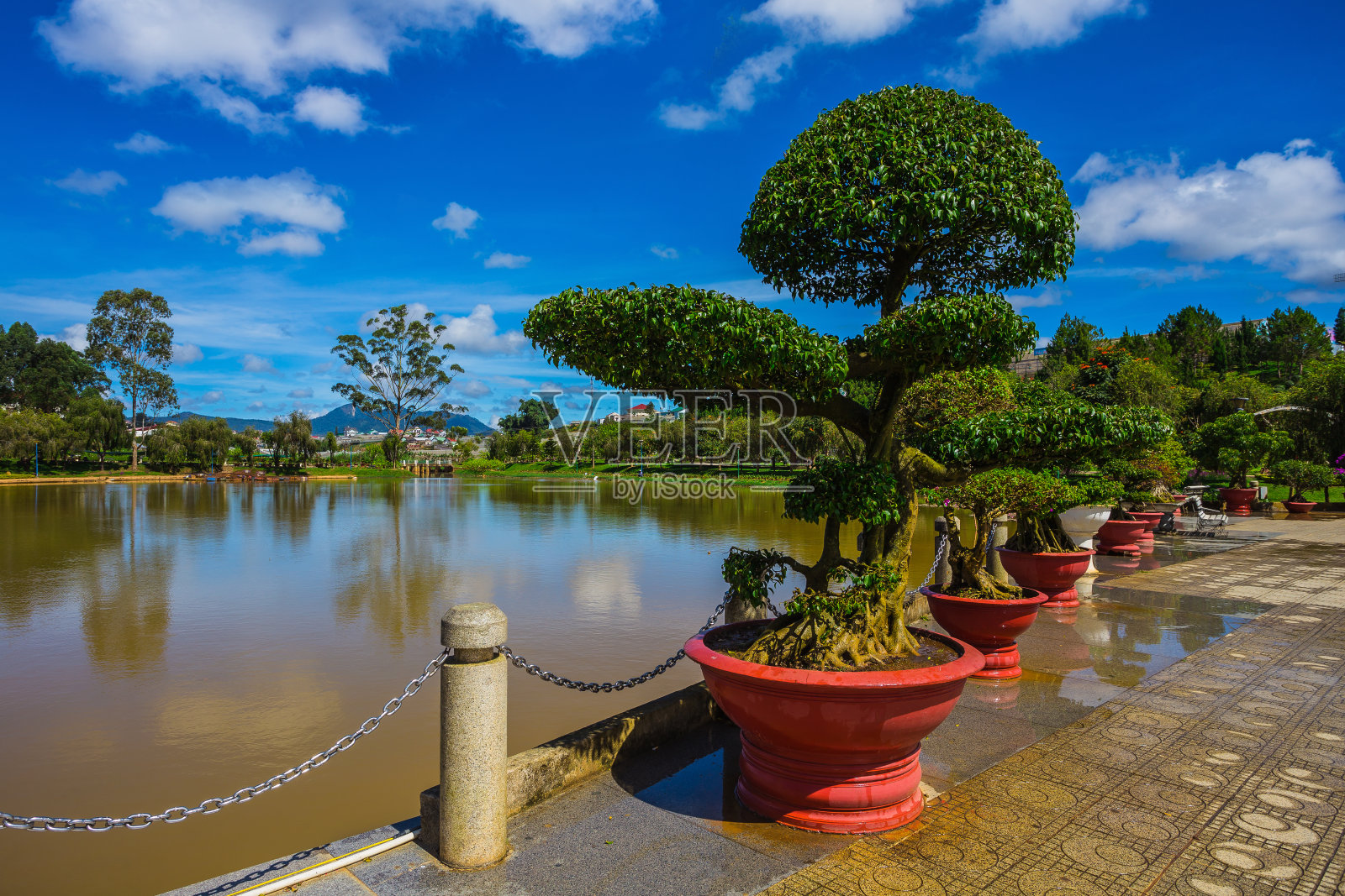 公园里的盆景照片摄影图片