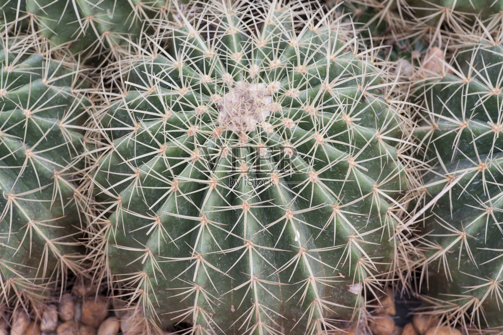 世界上的仙人掌和植物照片摄影图片