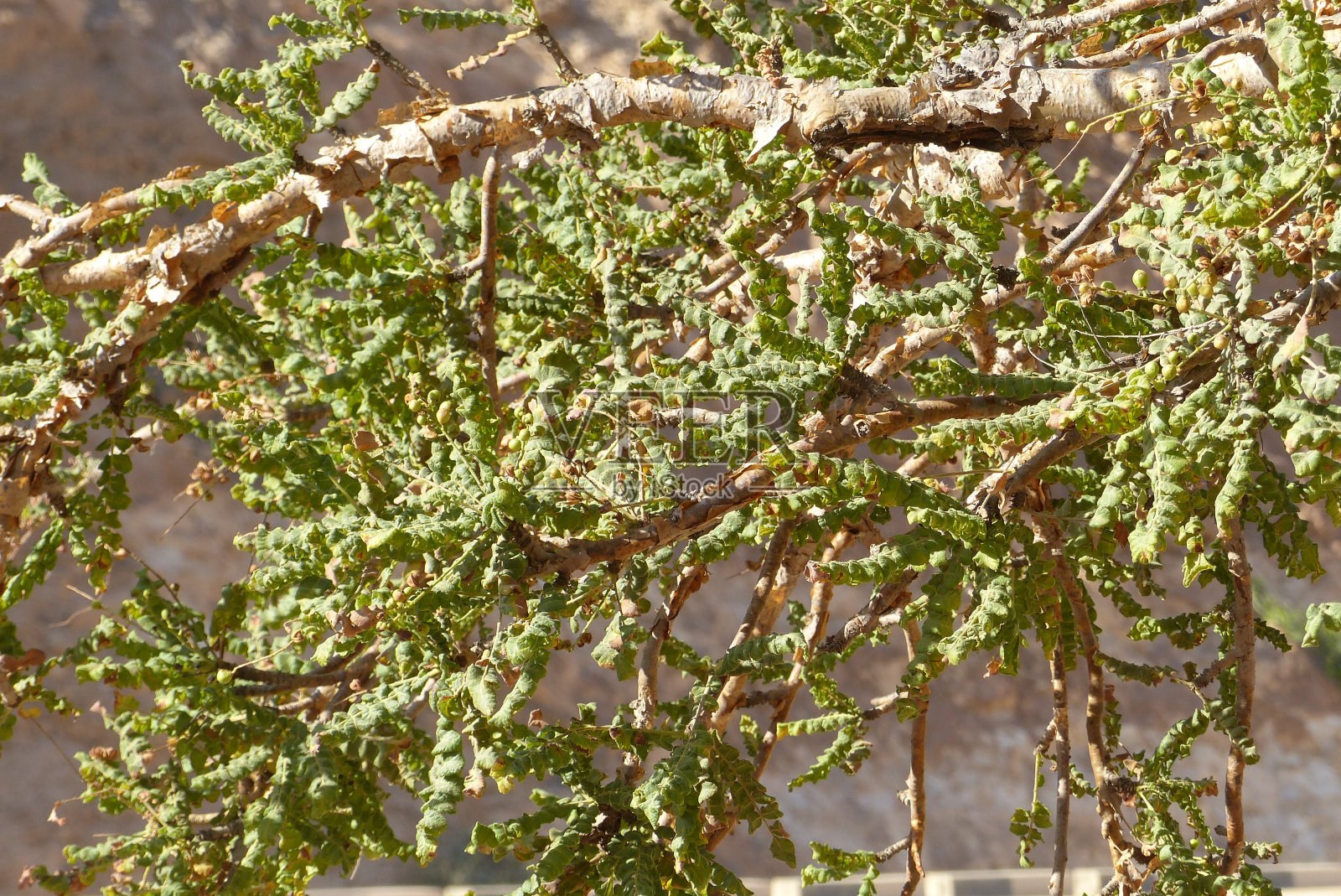 骑自行车从塞拉莱到也门照片摄影图片