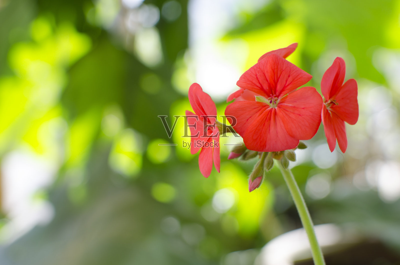 花照片摄影图片