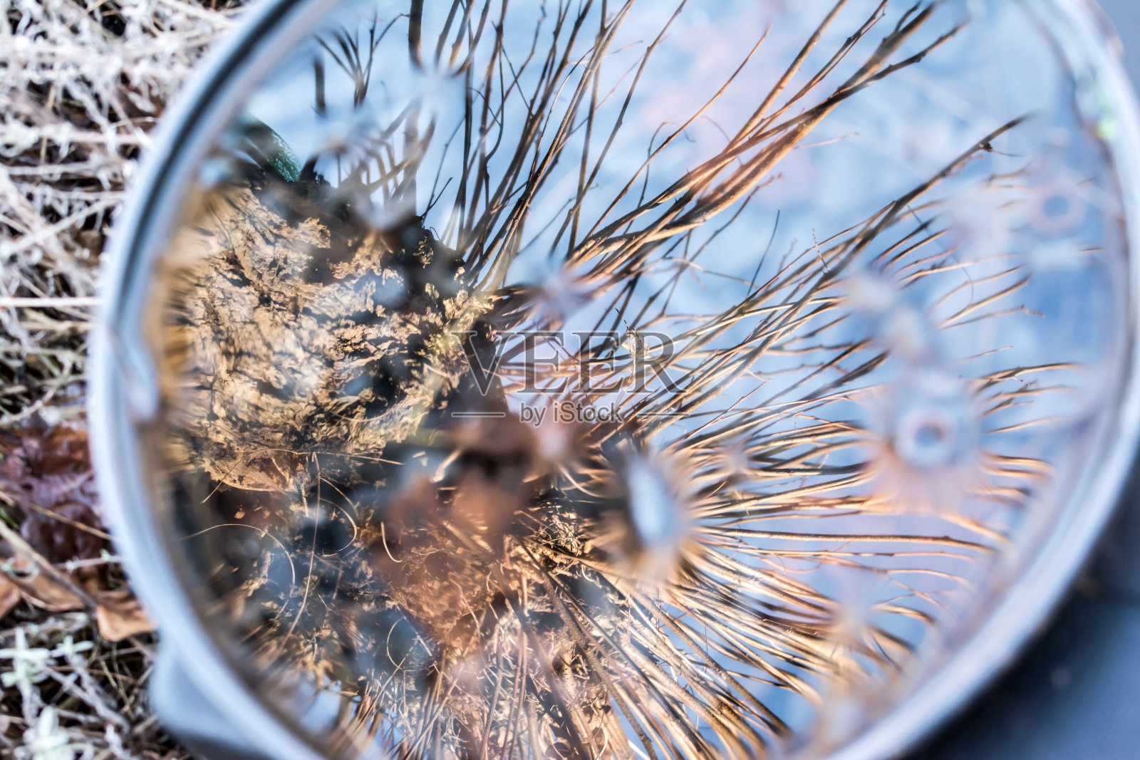 树在水坑里的倒影照片摄影图片