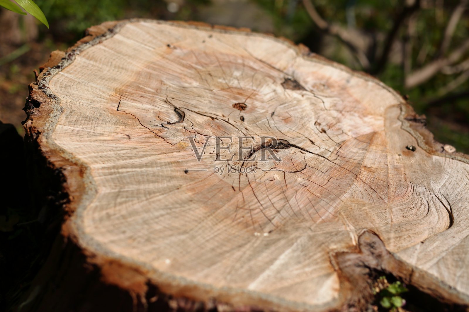 幸福树斯塔姆照片摄影图片