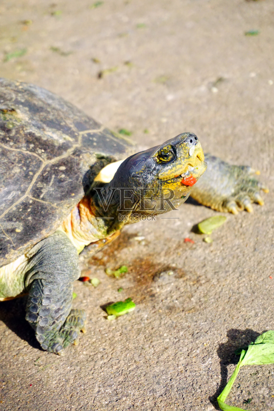 特写亚洲龟在地上行走照片摄影图片