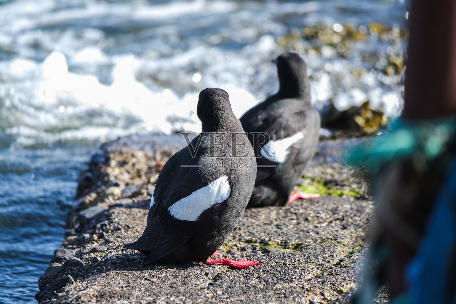 黑海鸠，山头狮，两只岩石上的鸟，苏格兰照片摄影图片