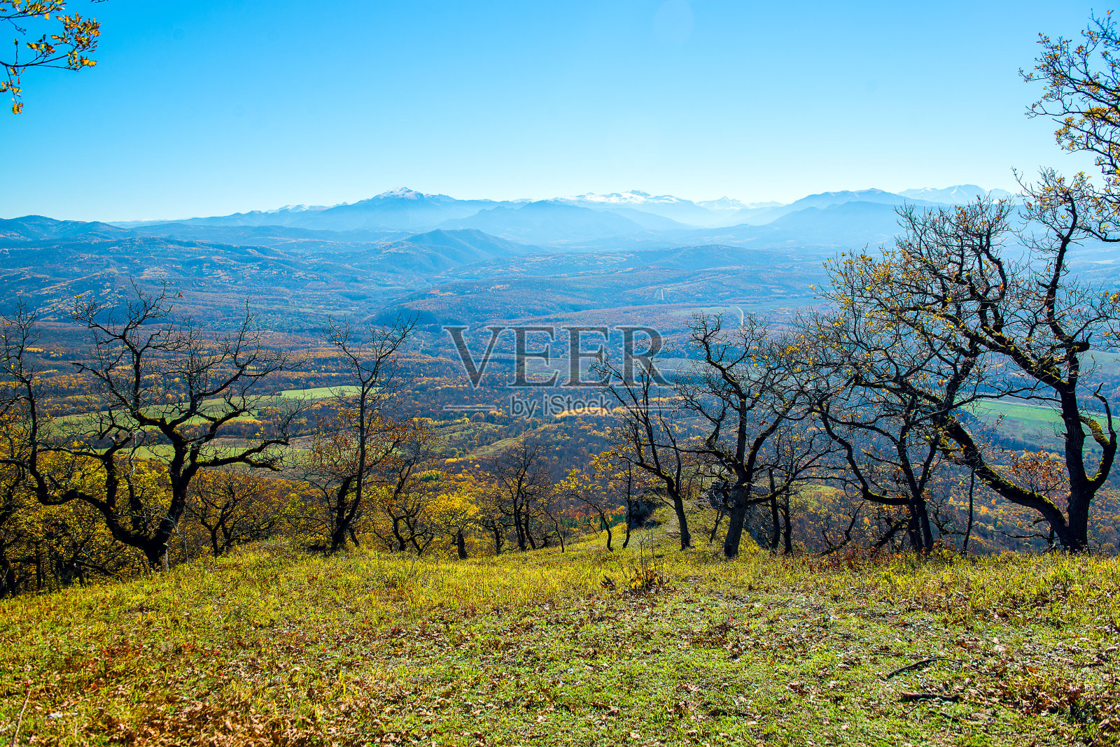 风景森林色彩美丽自然树木绿色风景林地照片摄影图片