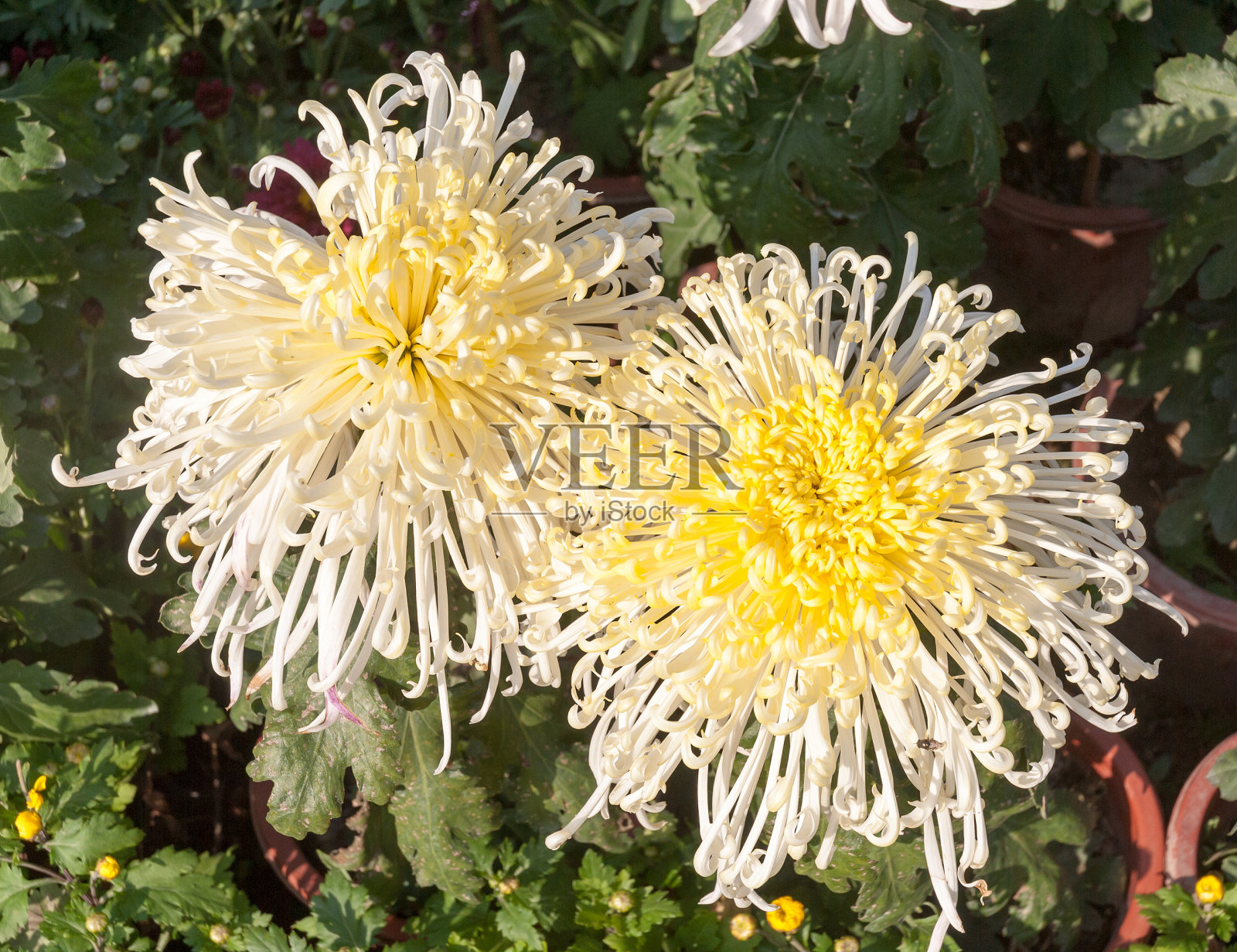 菊花照片摄影图片