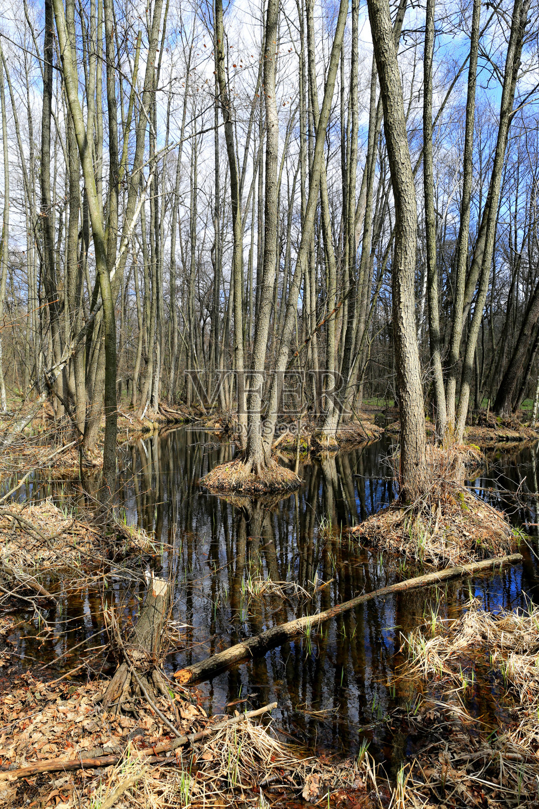 森林春景照片摄影图片