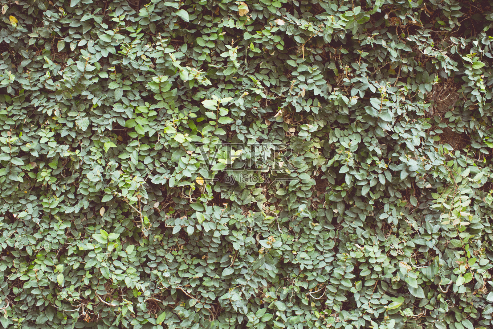 复古色调的绿叶背景照片摄影图片