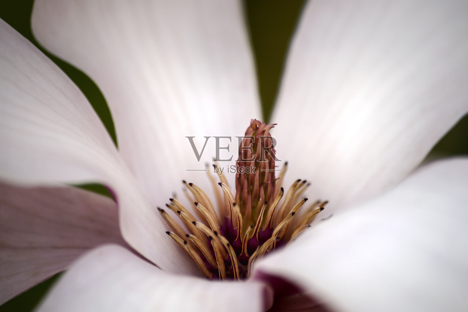 木兰花-宏照片摄影图片