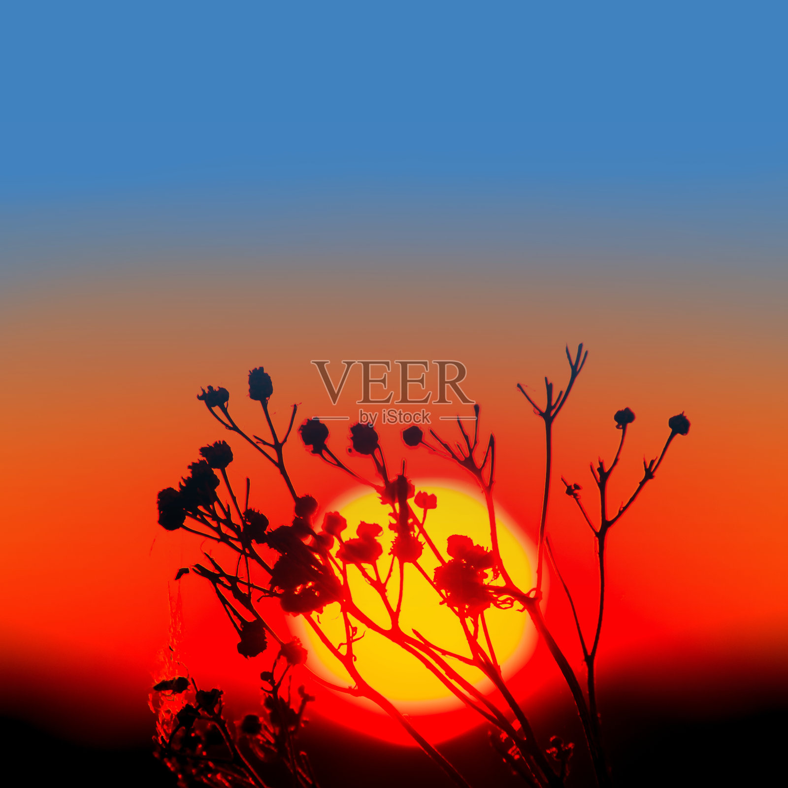 在夕阳背景上的特写分支照片摄影图片