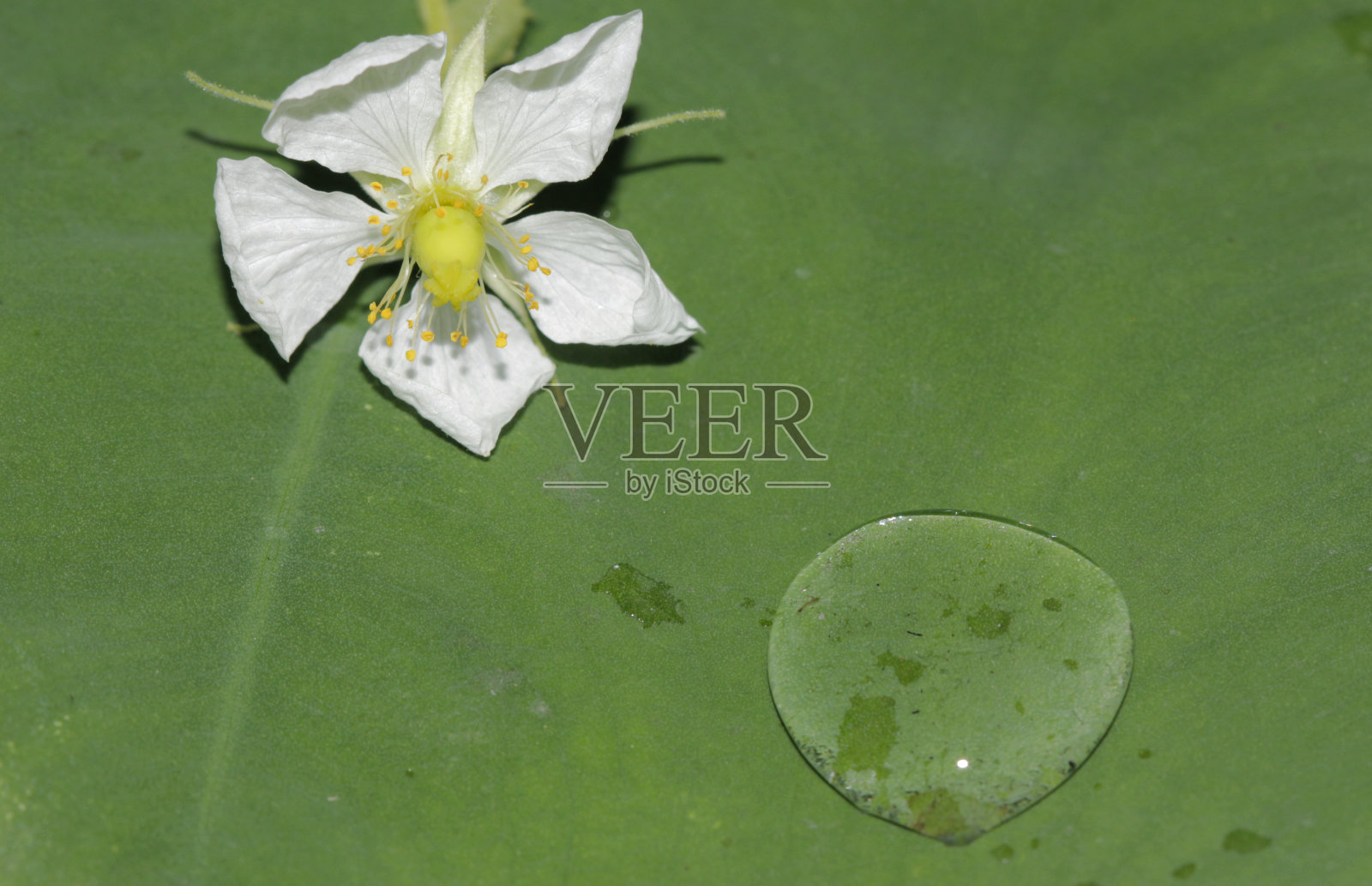 牙买加的樱花照片摄影图片