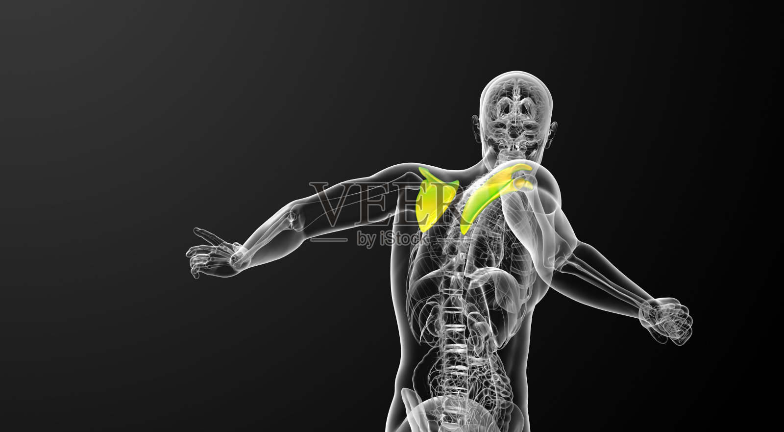 肩胛骨的3d渲染医学插图照片摄影图片