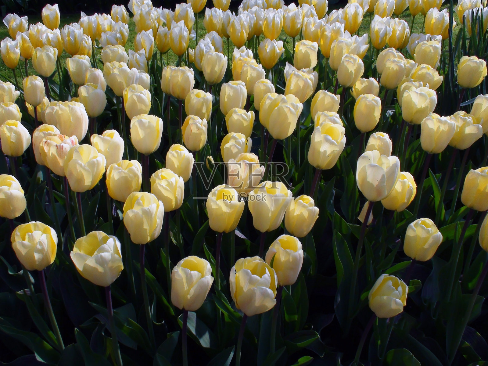 美丽的黄色郁金香头照片摄影图片