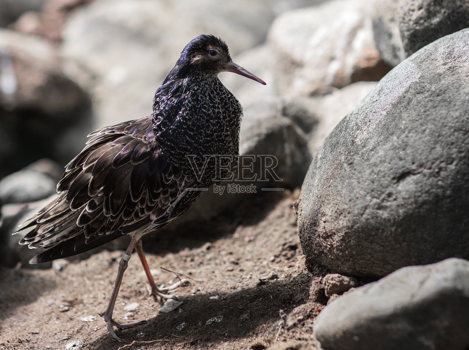 鸟飞边照片摄影图片