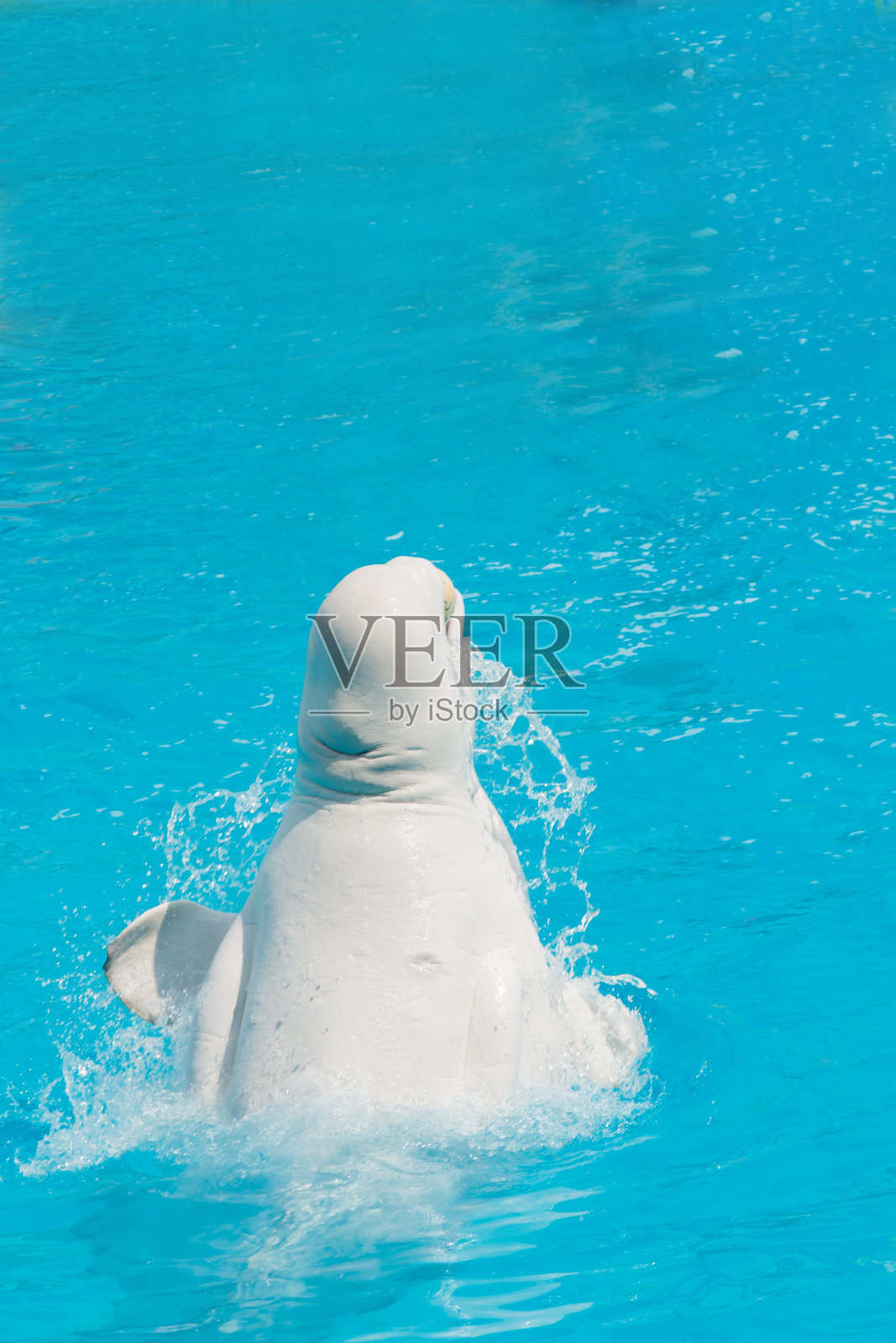 水池里的白鲸照片摄影图片