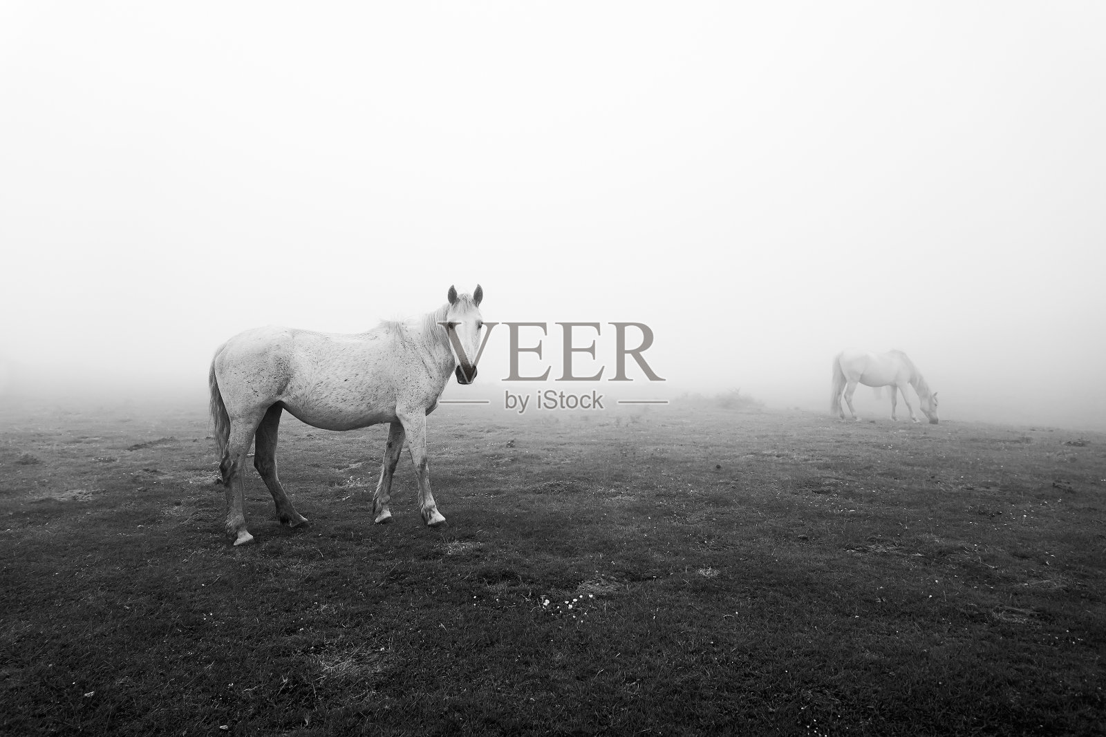 黑白相间的马照片摄影图片