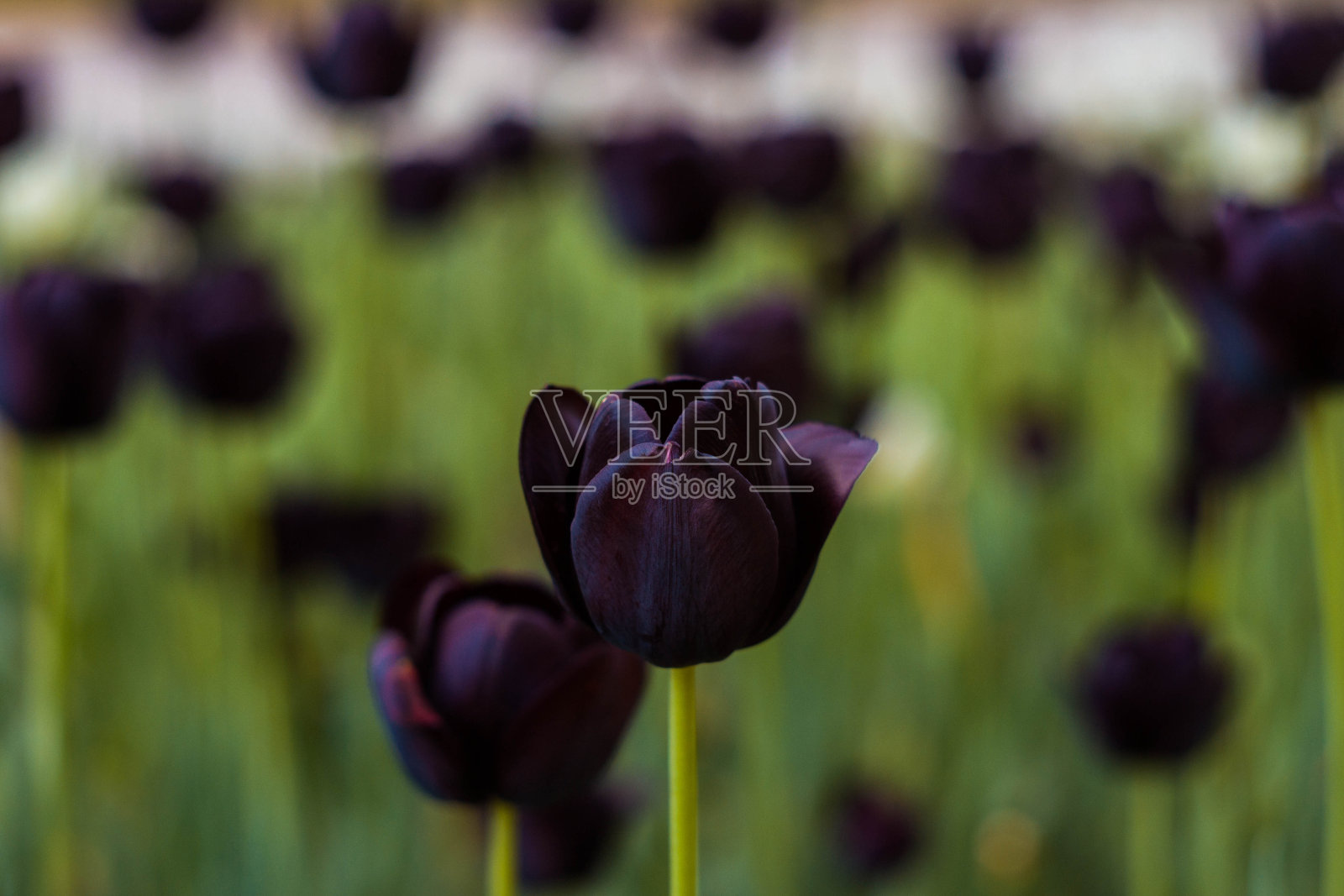 颜色照片摄影图片