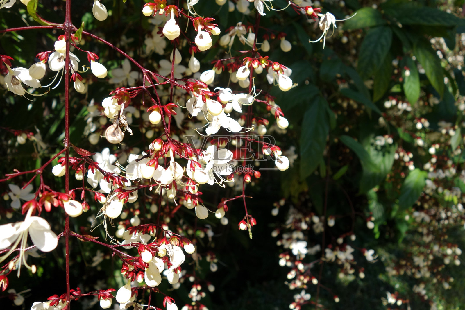 点头克莱罗登德龙照片摄影图片