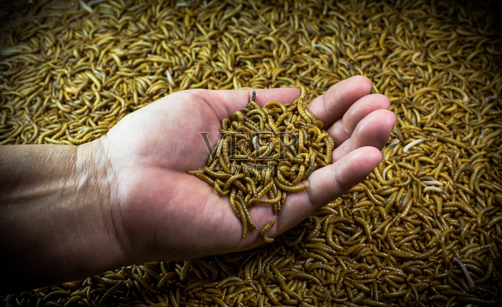 手中的虫子在一堆蛹上照片摄影图片
