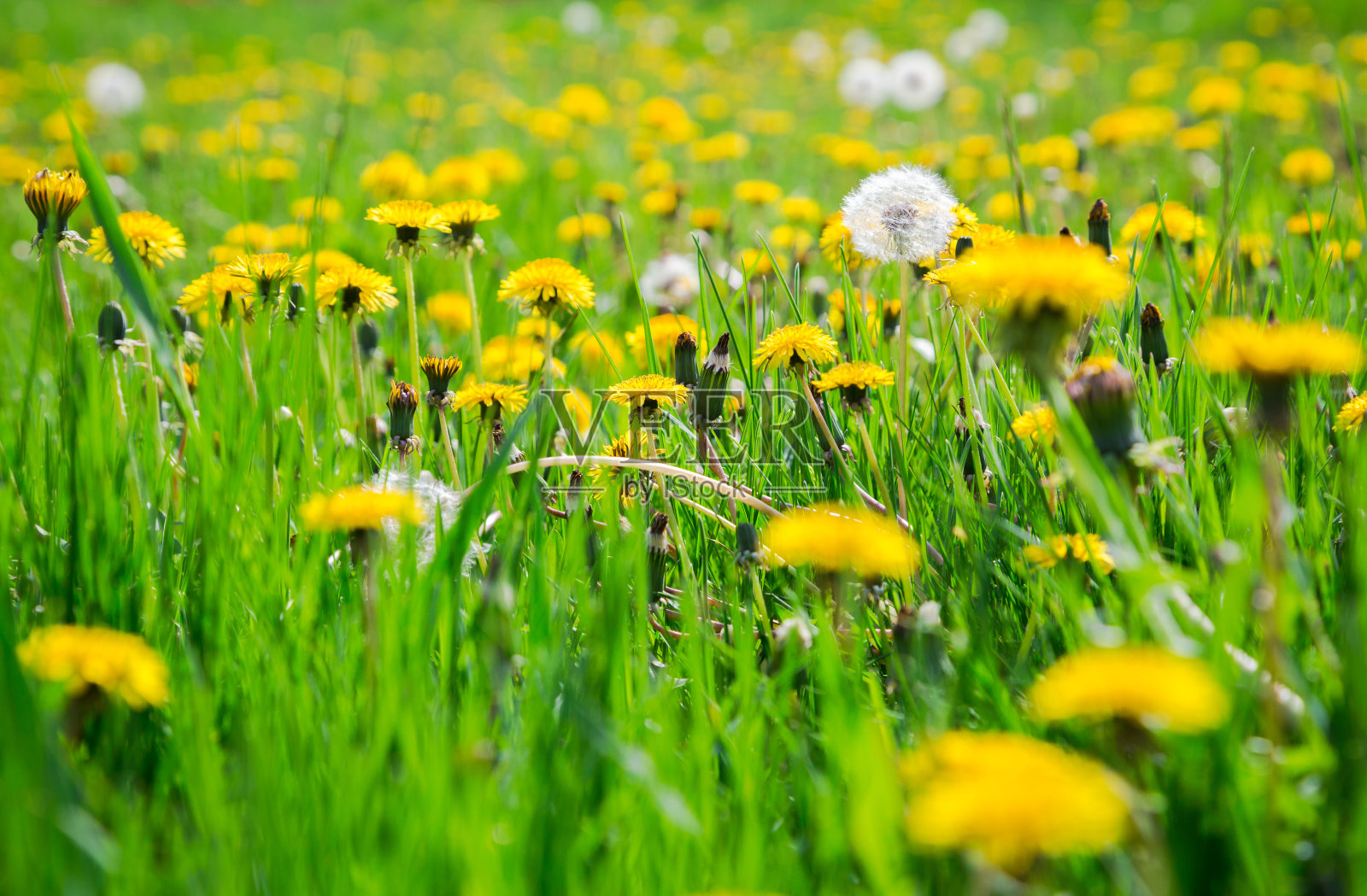 绿色草地上黄色的蒲公英照片摄影图片