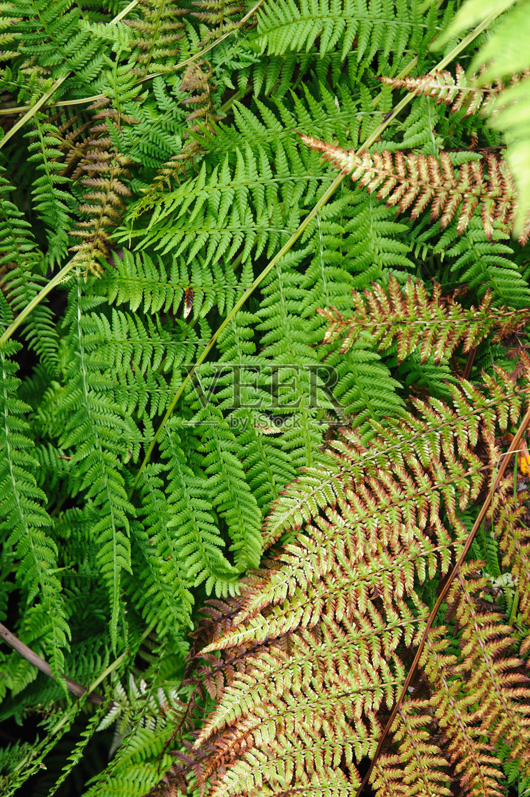 蕨类植物照片摄影图片