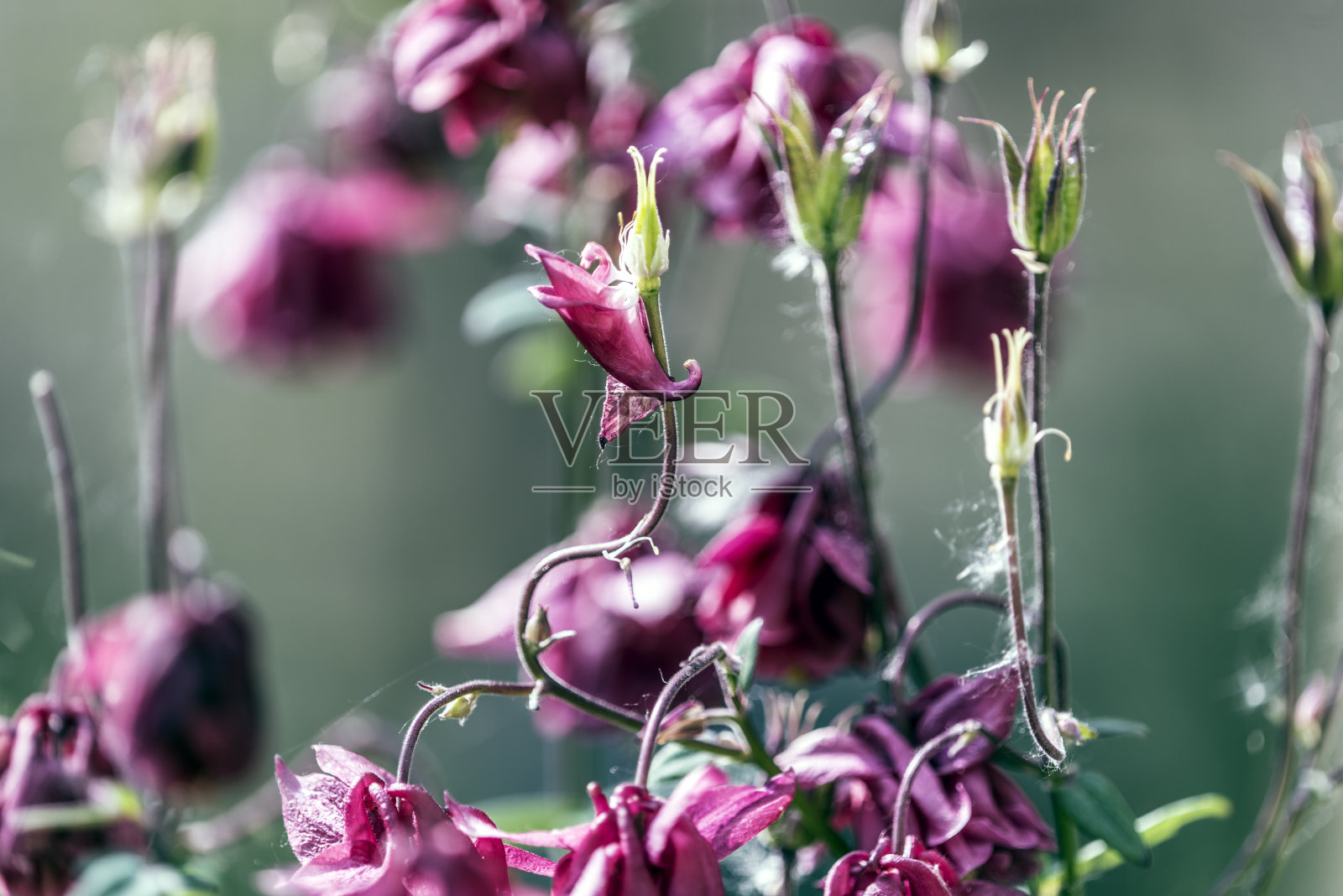 红色的花照片摄影图片