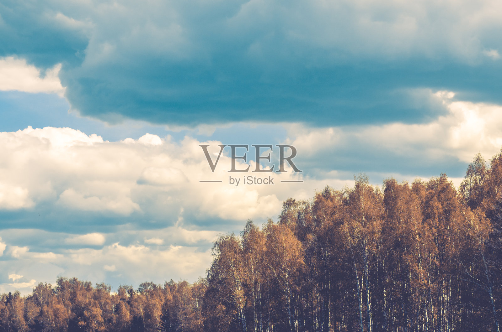 森林在蓝天的背景照片摄影图片