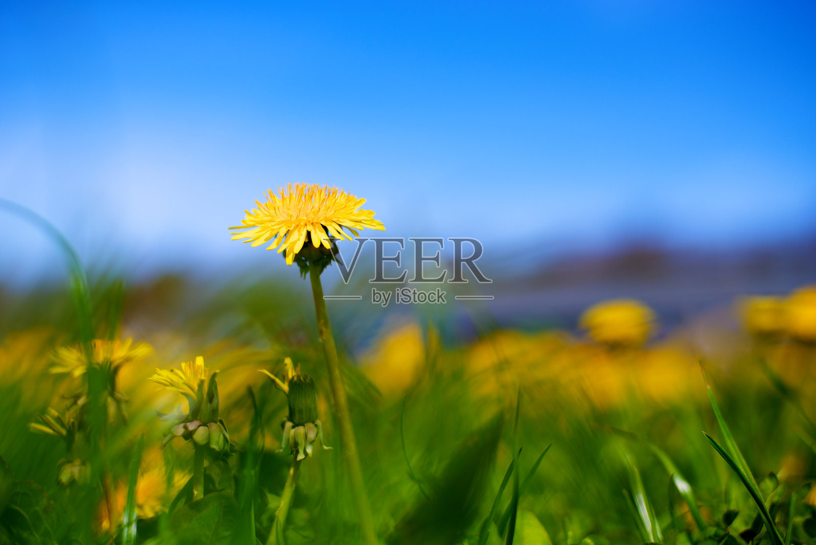 蒲公英在春天照片摄影图片