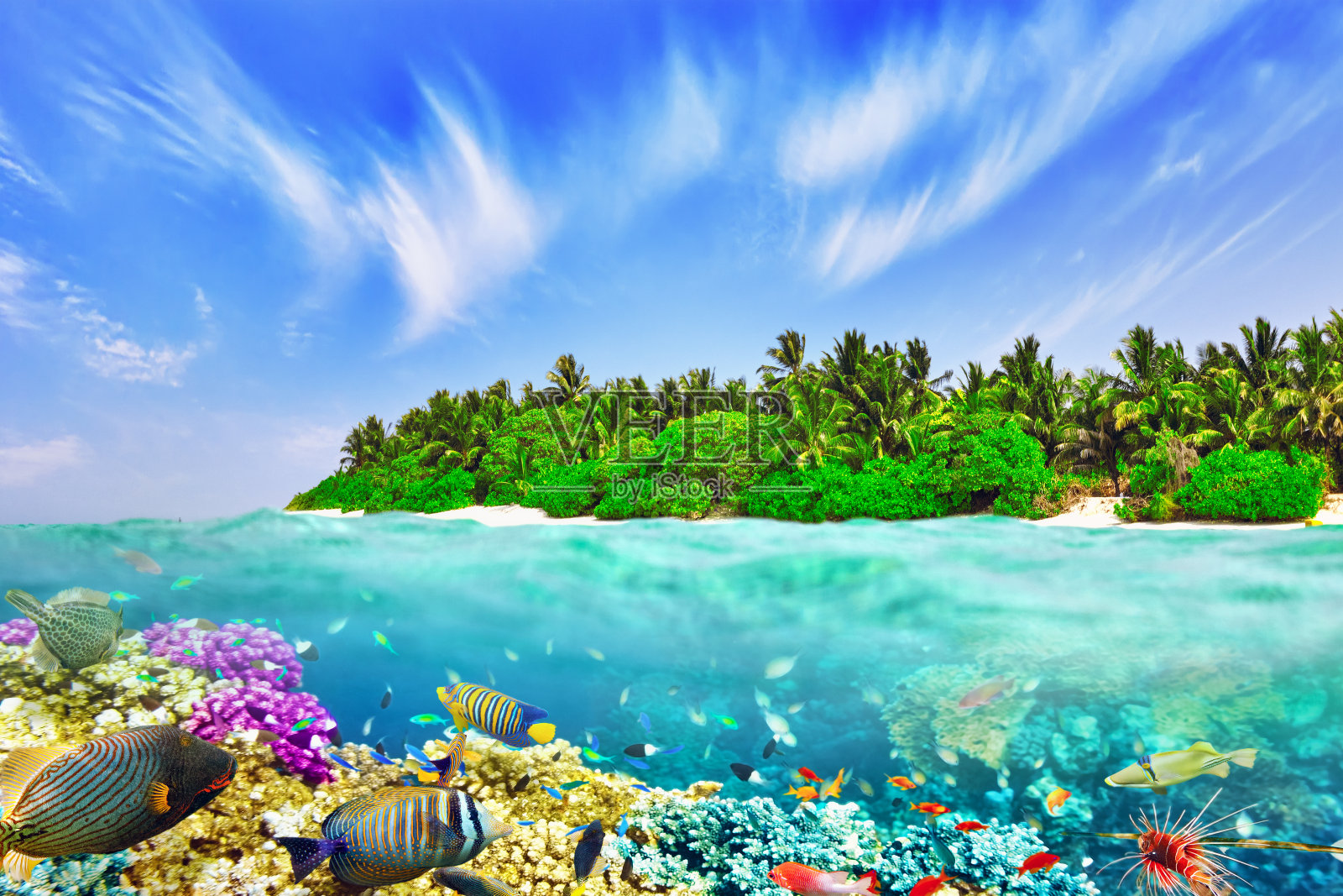 热带岛屿和马尔代夫的水下世界。照片摄影图片