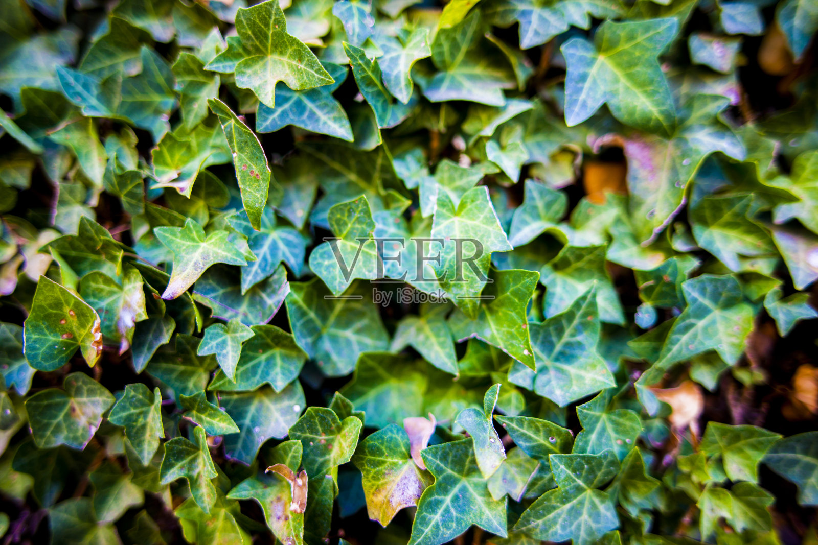 爬虫照片摄影图片